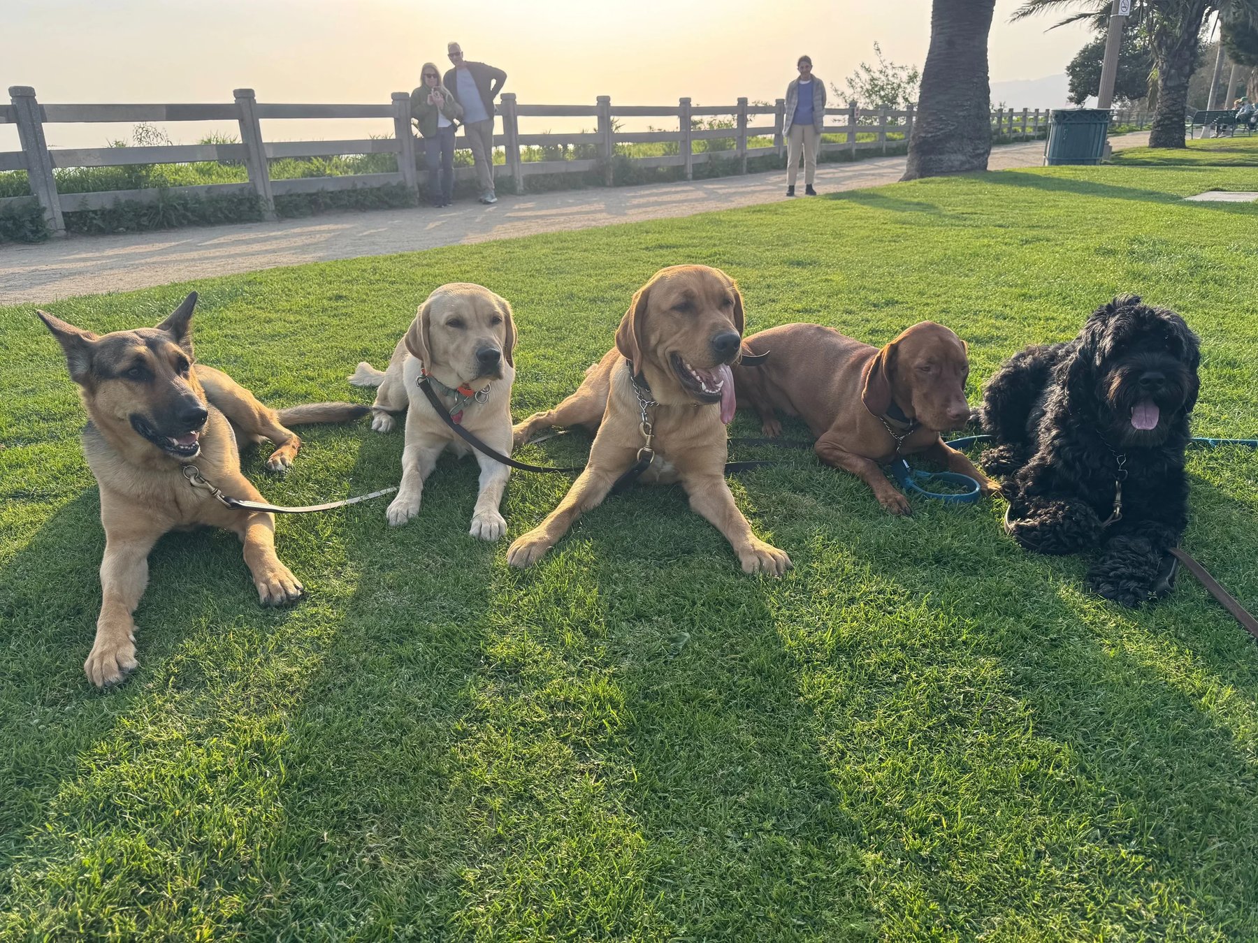 Early’s Dog Training