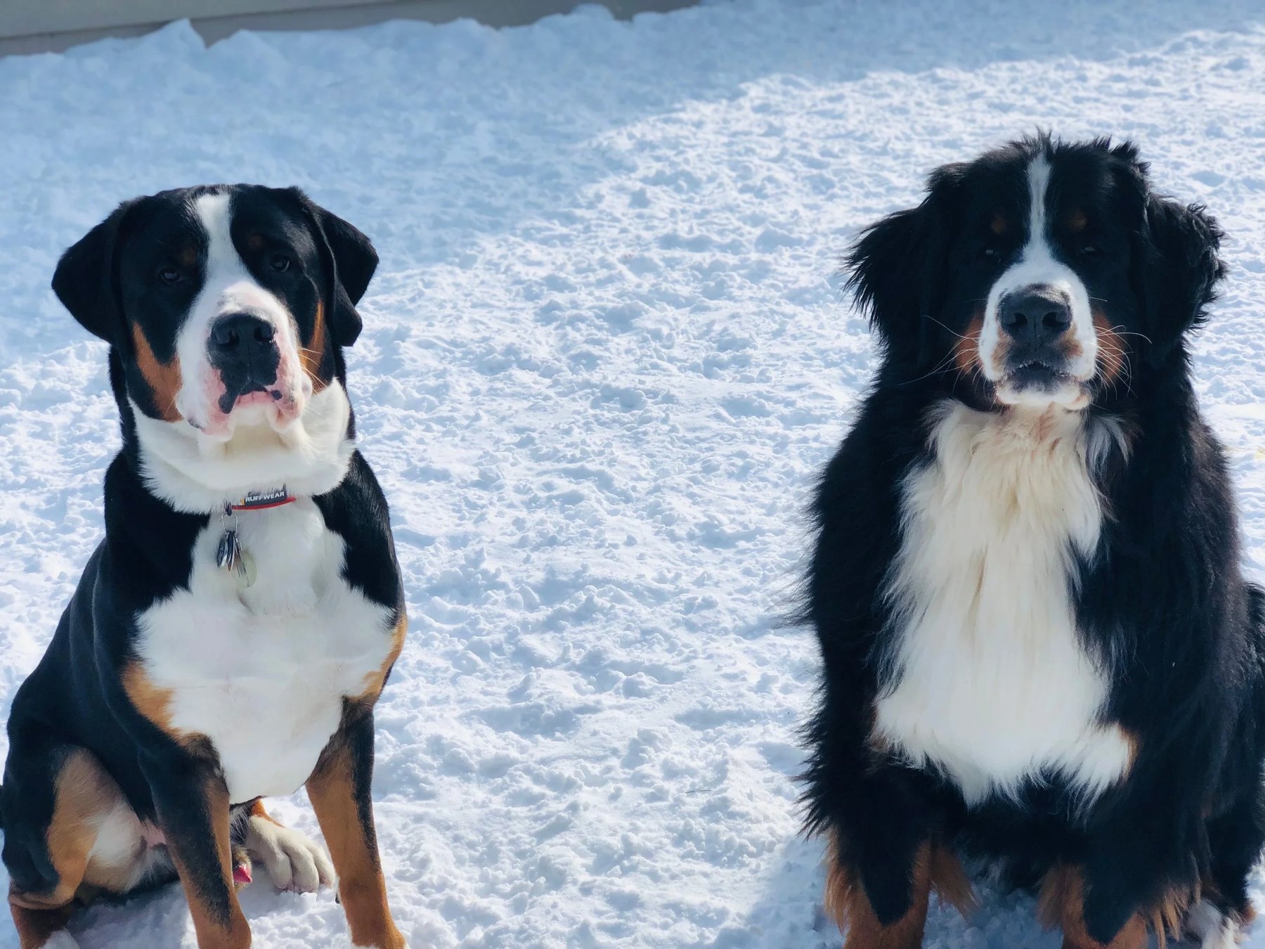 WOOF PACK