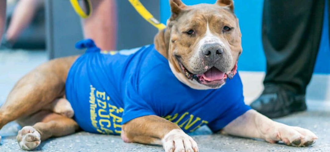 Happy Trails Animal Rescue