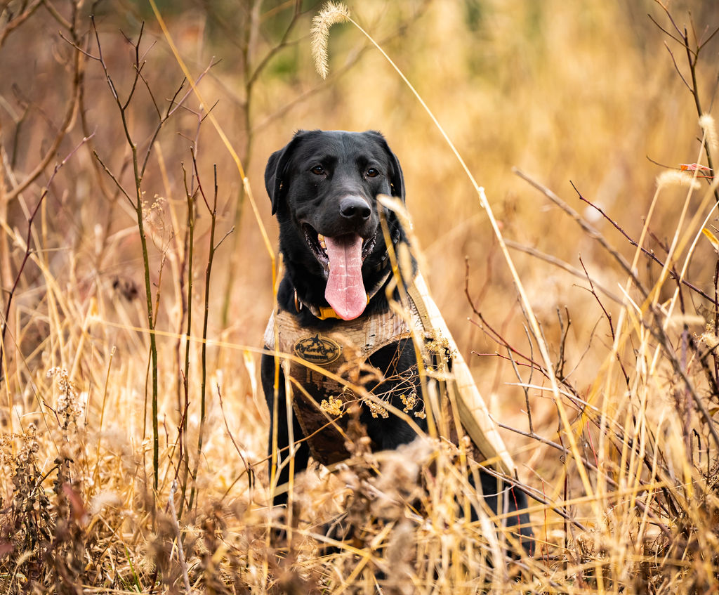 Markover Kennels