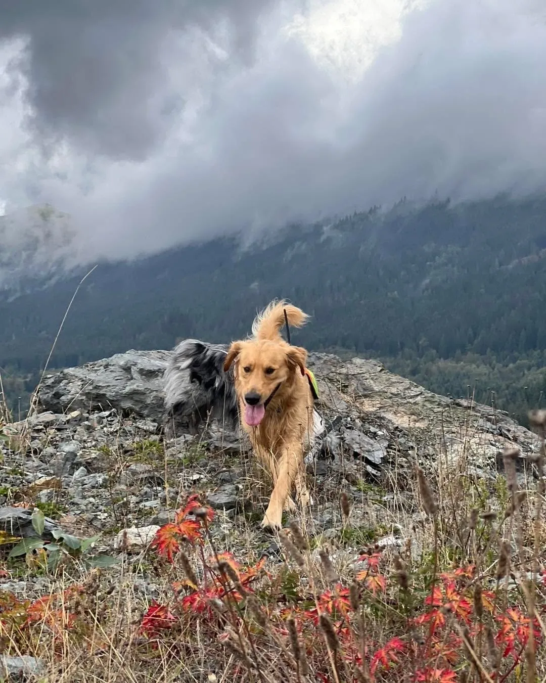 Bark Trek – Dog Adventures in WA