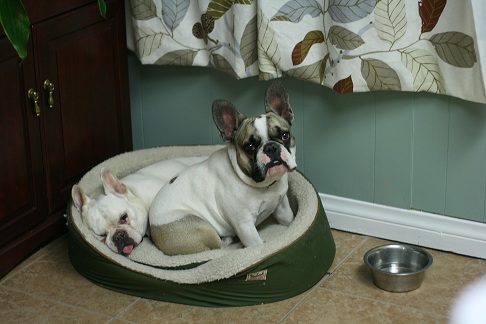 Glendale Pet Resort