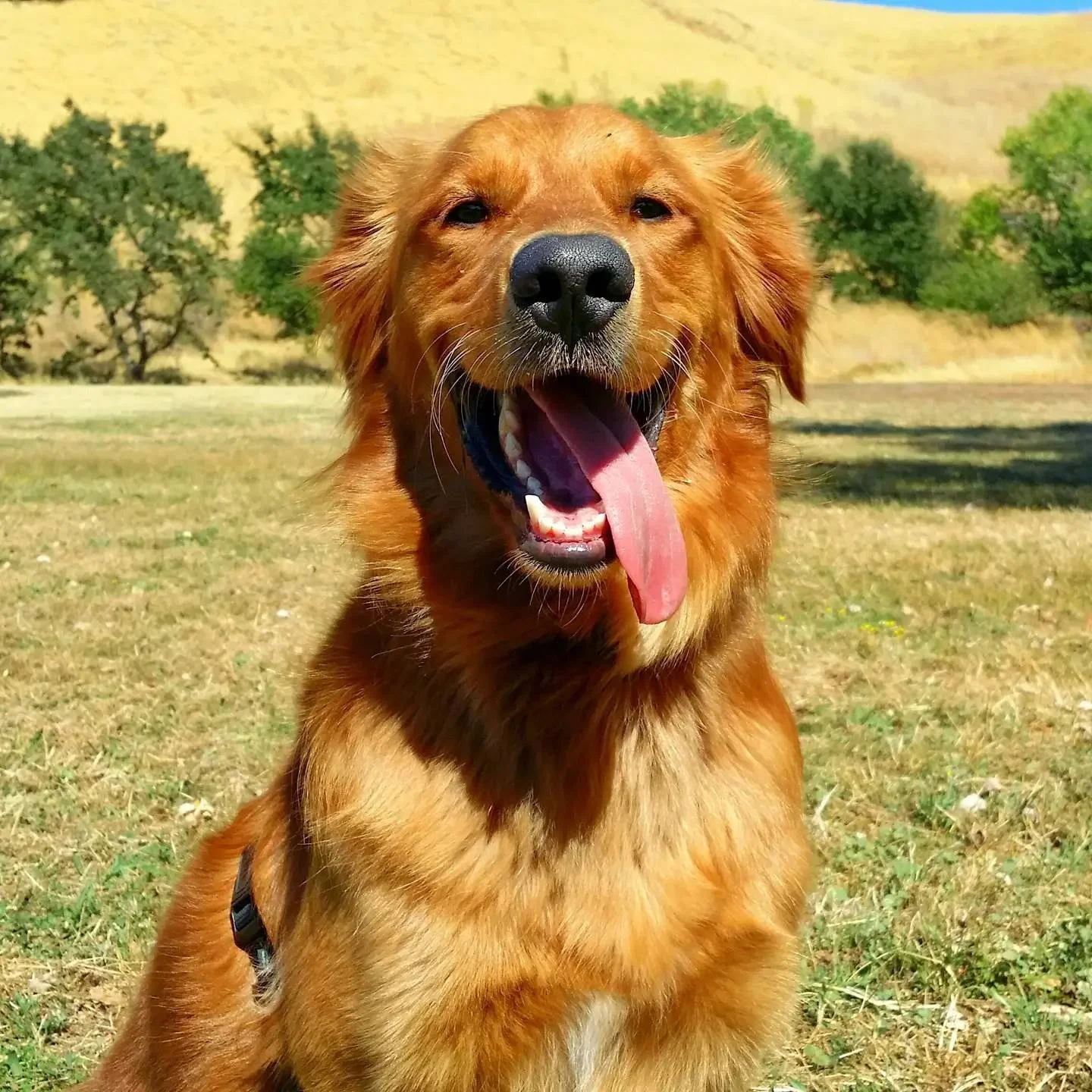Dog Nerd LA