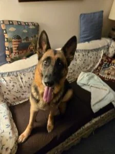 Dedicated K9 Dog Training&Boarding