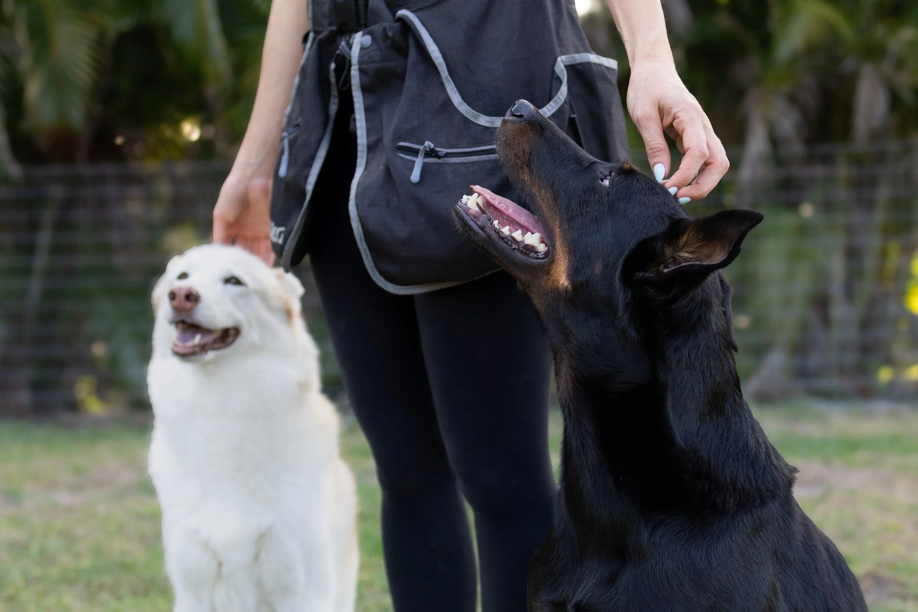 Dog Training Palm Beach – Canine Coaching, LLC