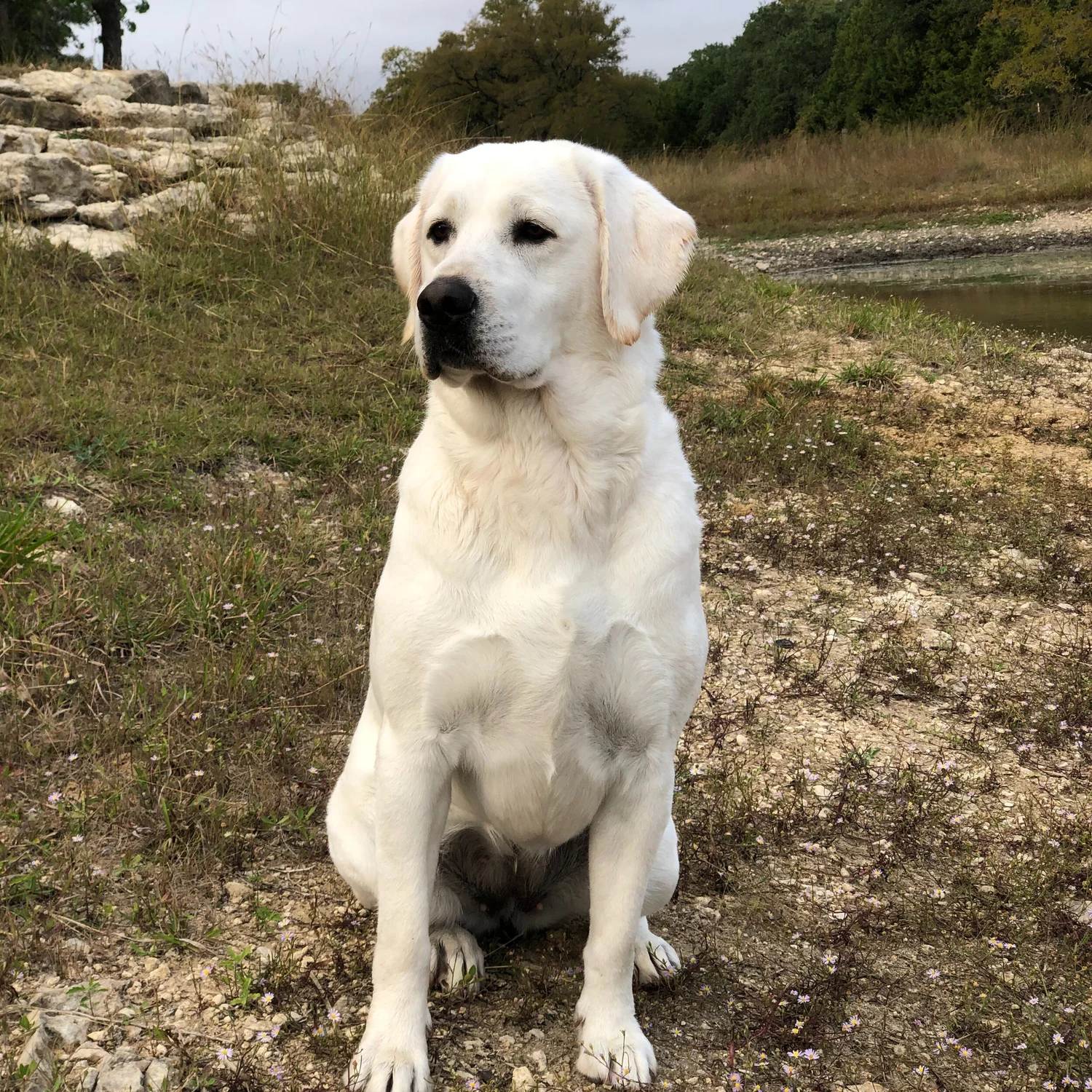 Ryckman Kennels — dog trainer in Boerne, TX