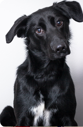 SpiritDog Training