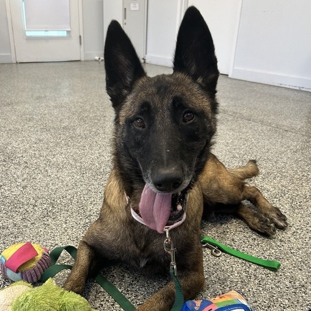 spcaLA South Bay Pet Adoption Center