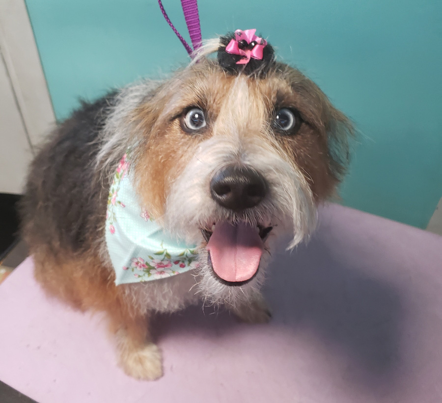 Fluff-It Mobile Grooming
