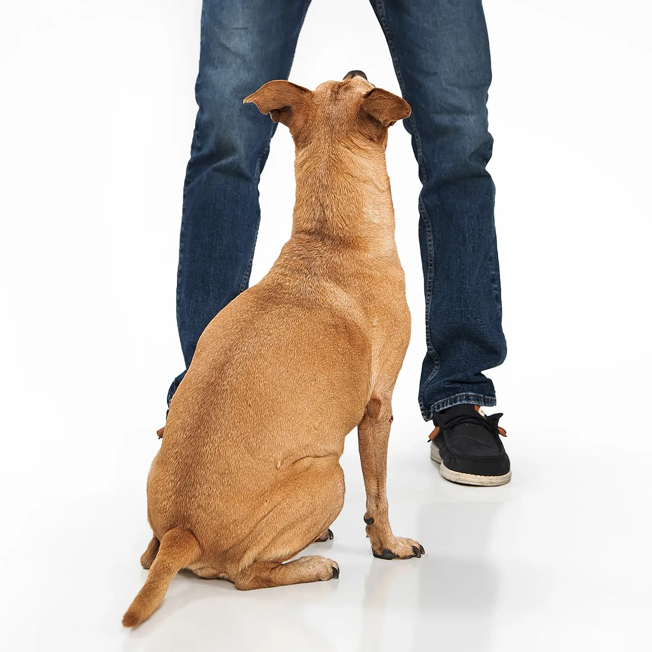 Dog Training By Bruce
