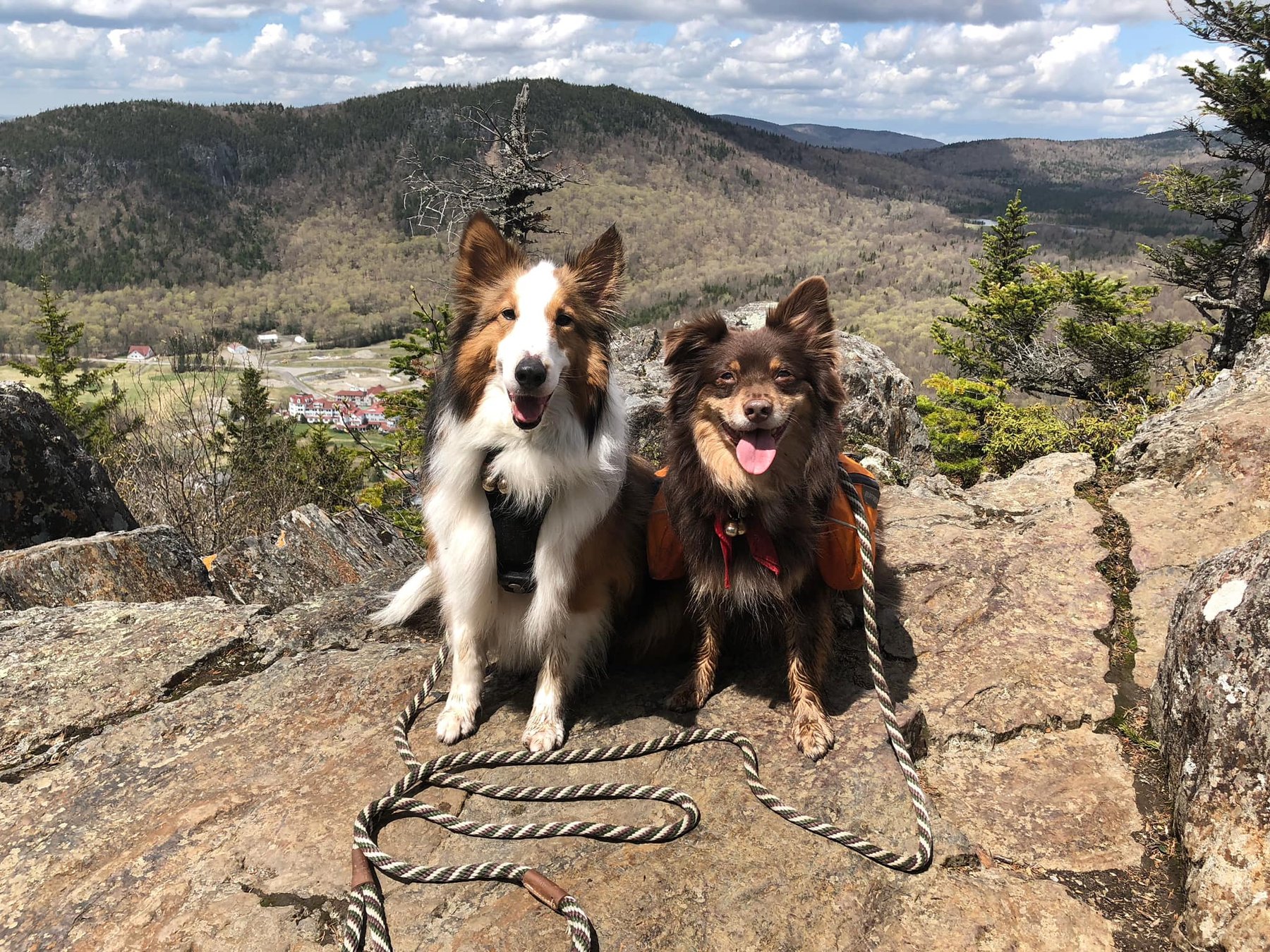Apex Canine Behavior & Training
