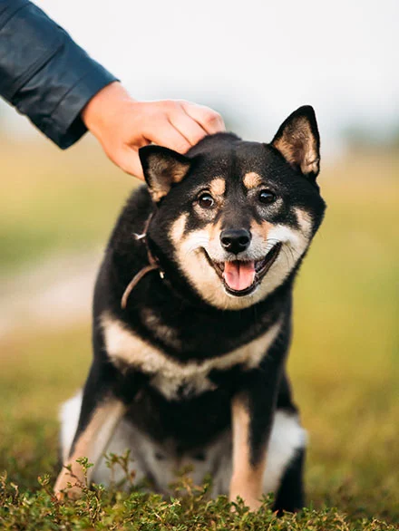 Elite Professional Dog Training