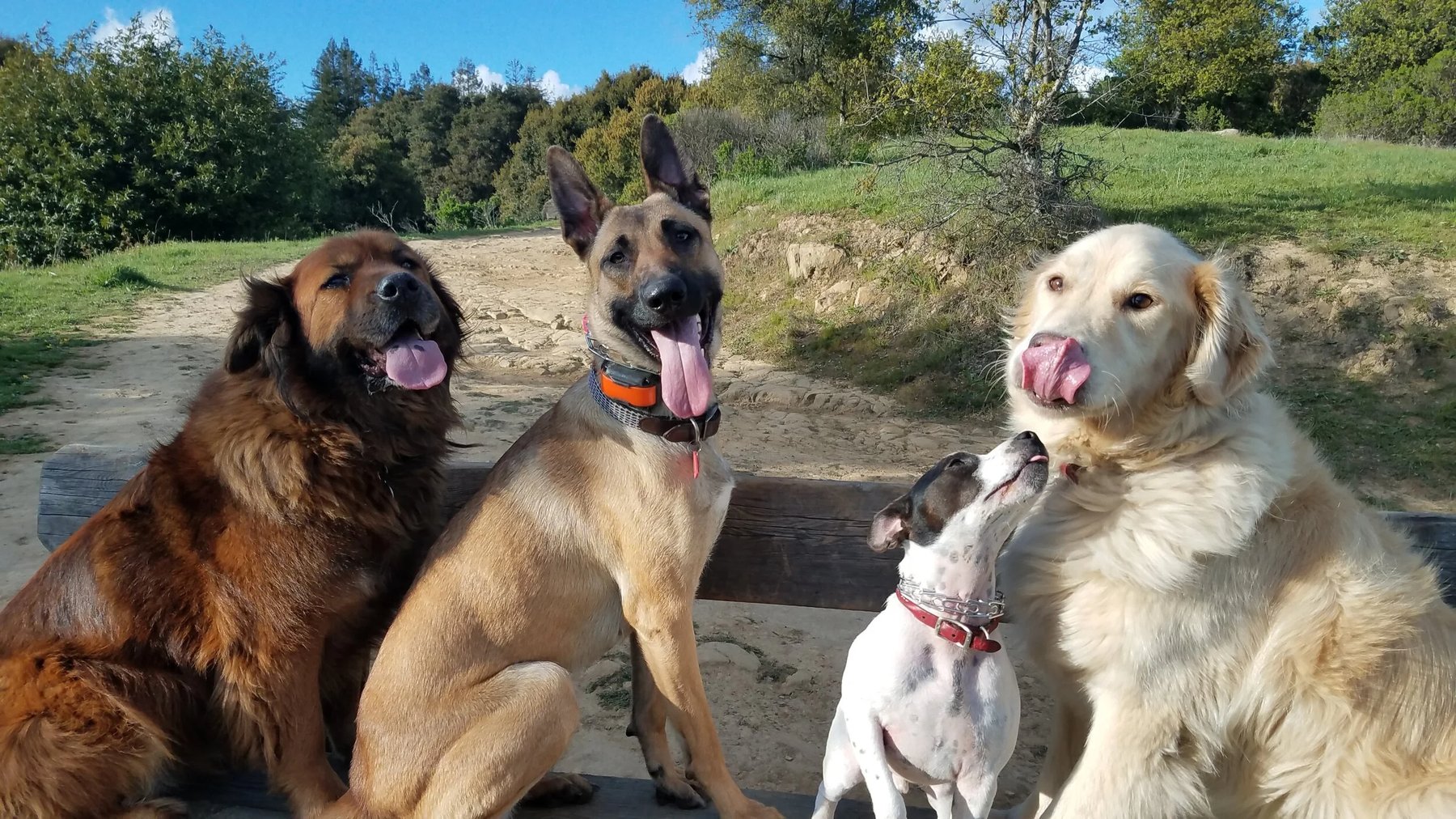 Real Dog Academy