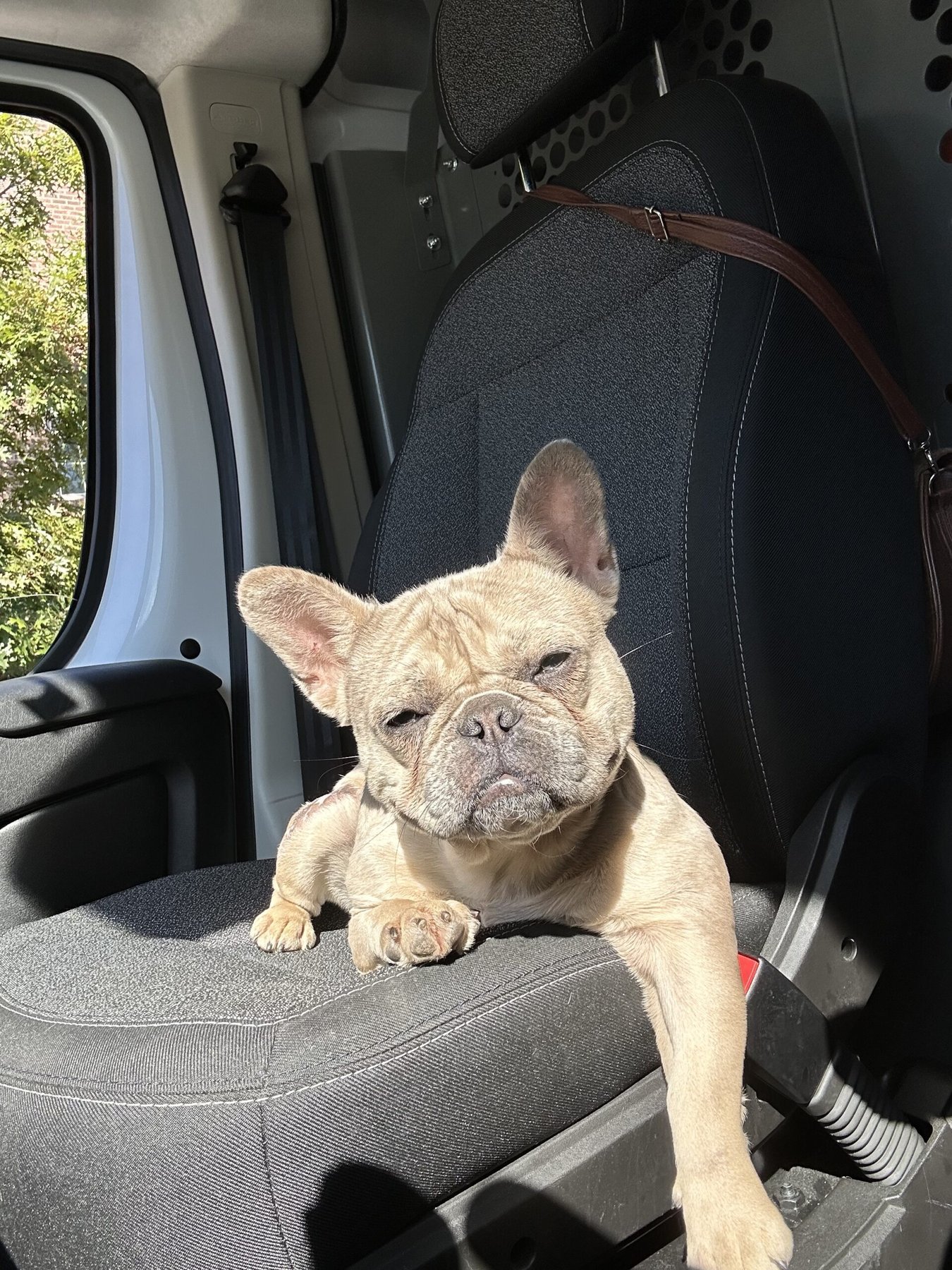 K9 Mastery Institute — dog trainer in Waldorf, MD