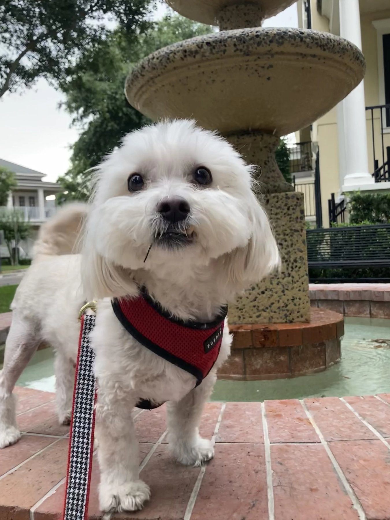 Joyful Dogs of Winter Park