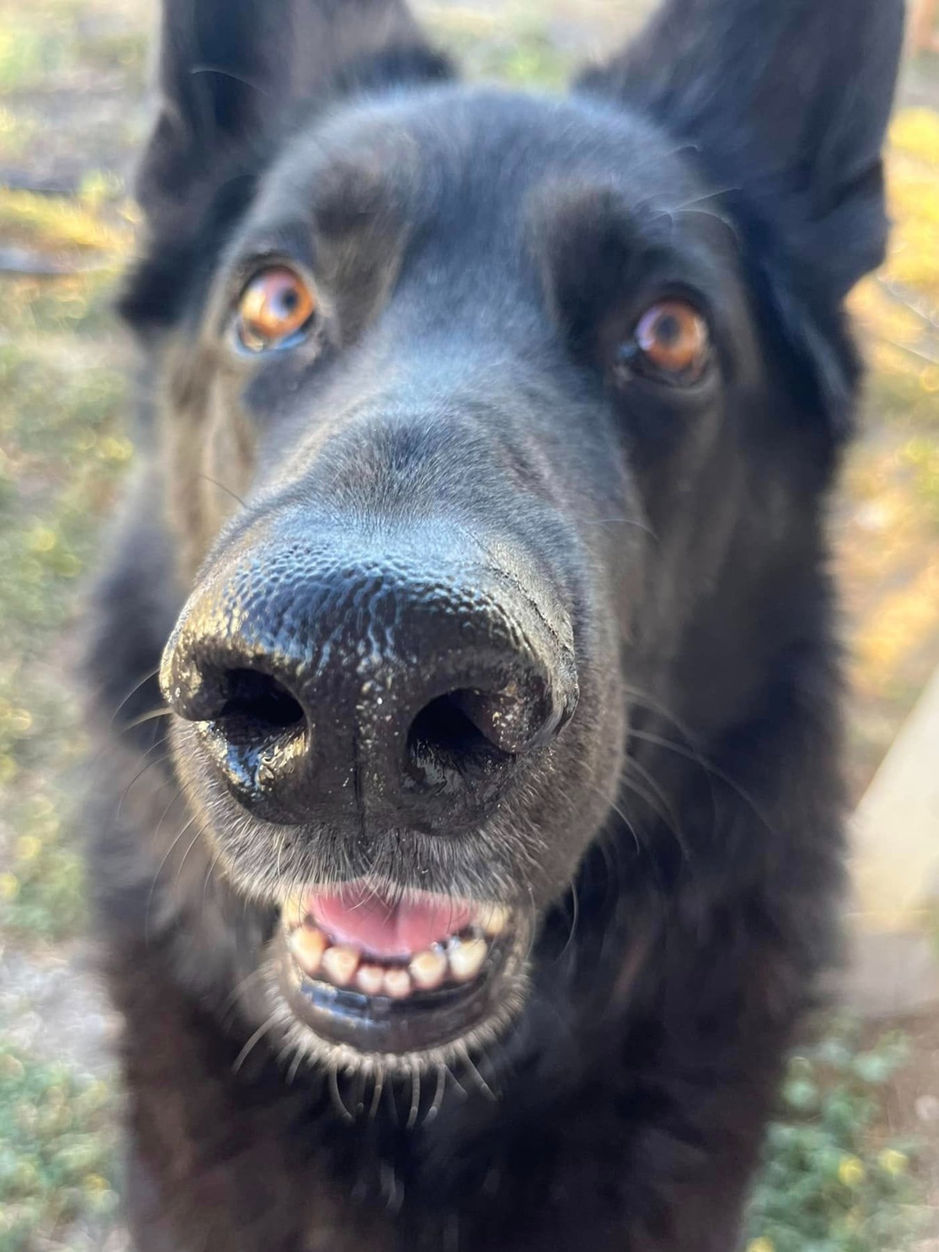 Furry Friends Play and Stay — dog trainer in New Braunfels, TX