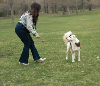 Amare Cani — dog trainer in Boston, MA