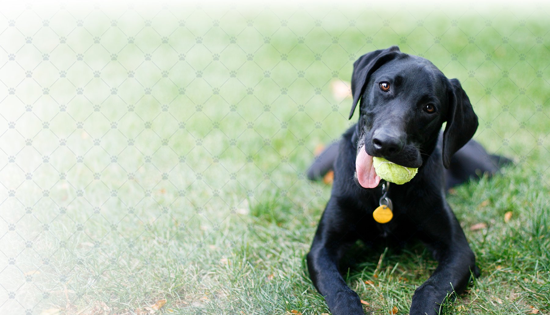 Dog’s Day Inn Pet Resort