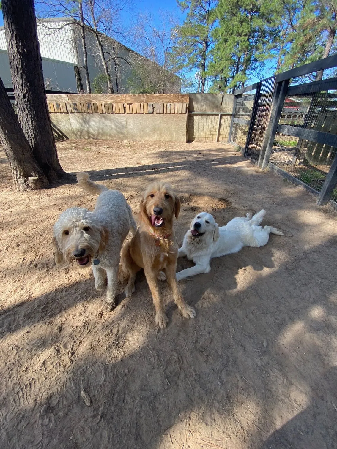 Willow Creek Ranch of Tomball — dog trainer in Spring, TX
