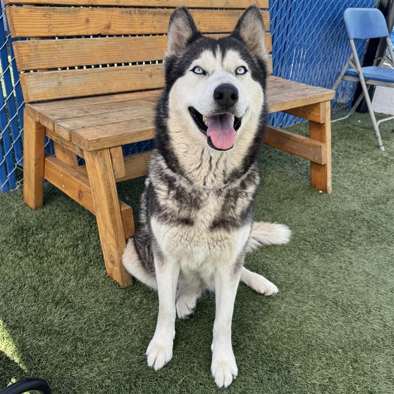 spcaLA Pet Adoption Center