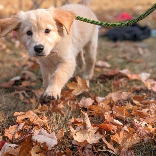 Paws in Motion Dog Training and Boarding
