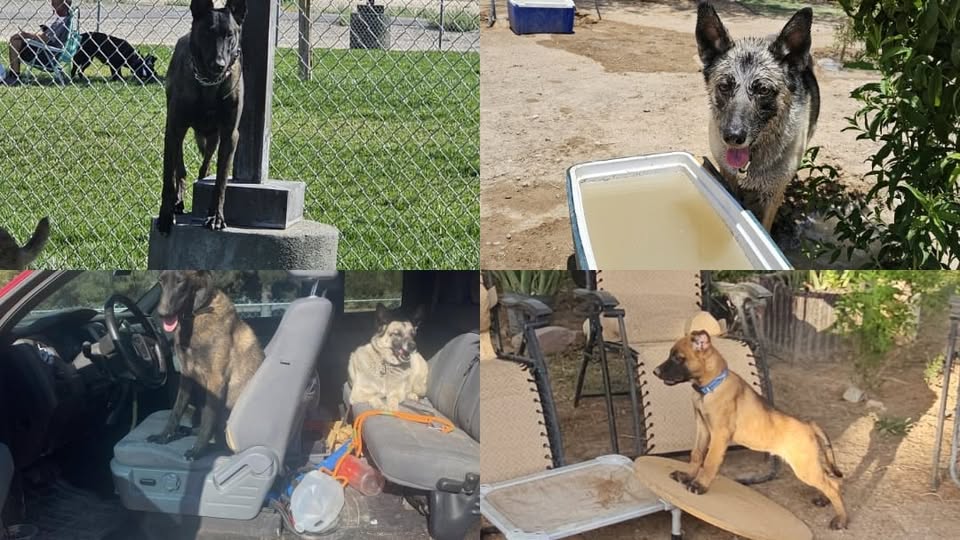 Pawsitive K9