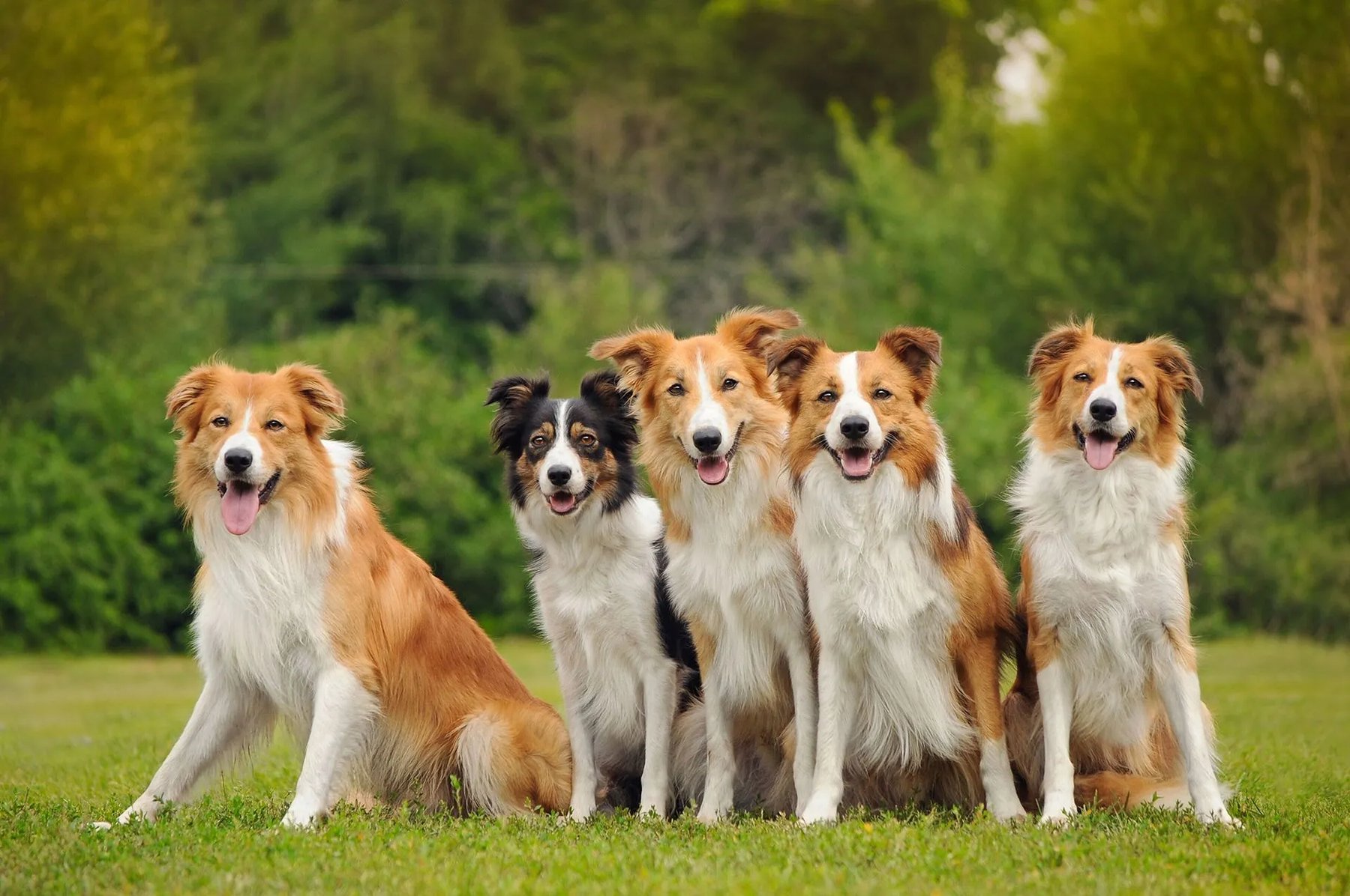 K9 Training Center LLC