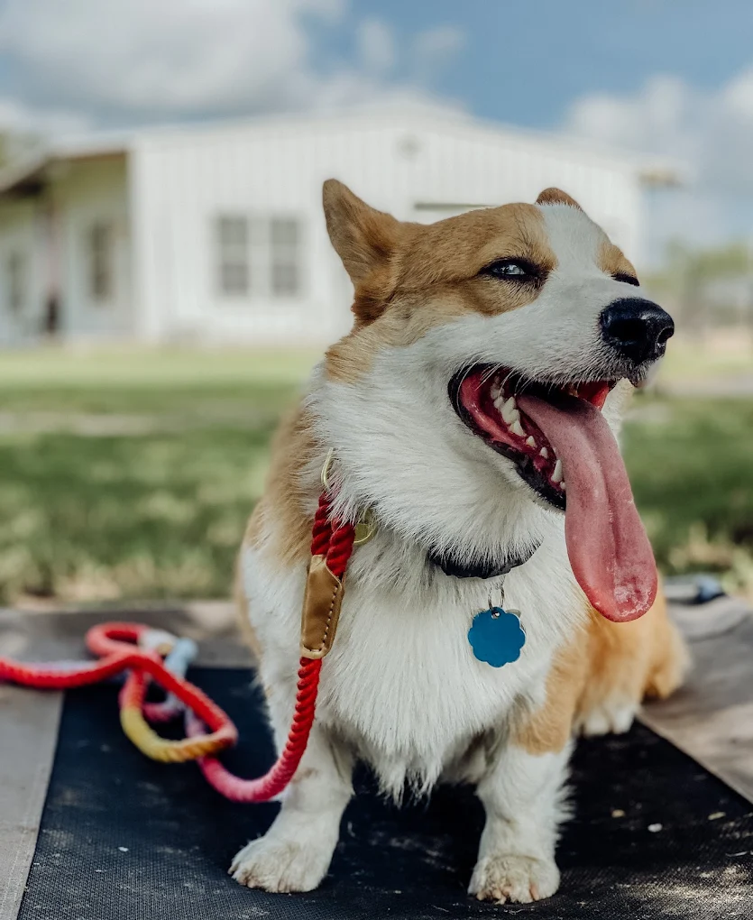 ATX K9 Dog Training — dog trainer in Bastrop, TX