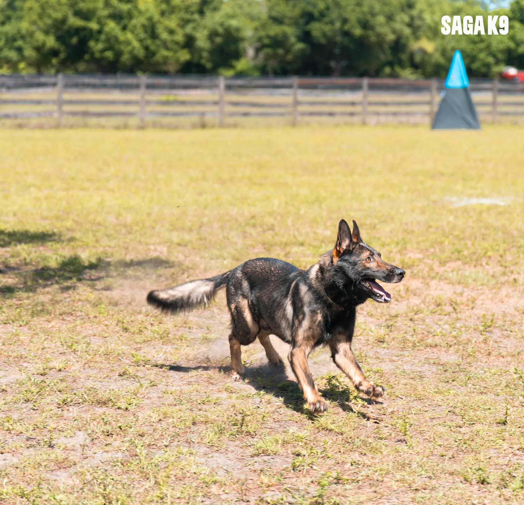 Champion K9 Training
