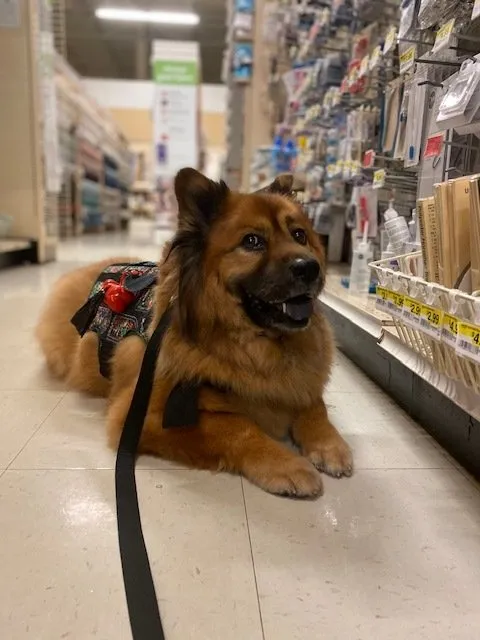Kuma K9 Academy
