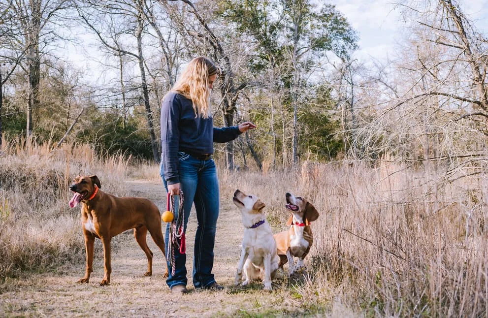 Bar W Dog Training — dog trainer in College Station, TX