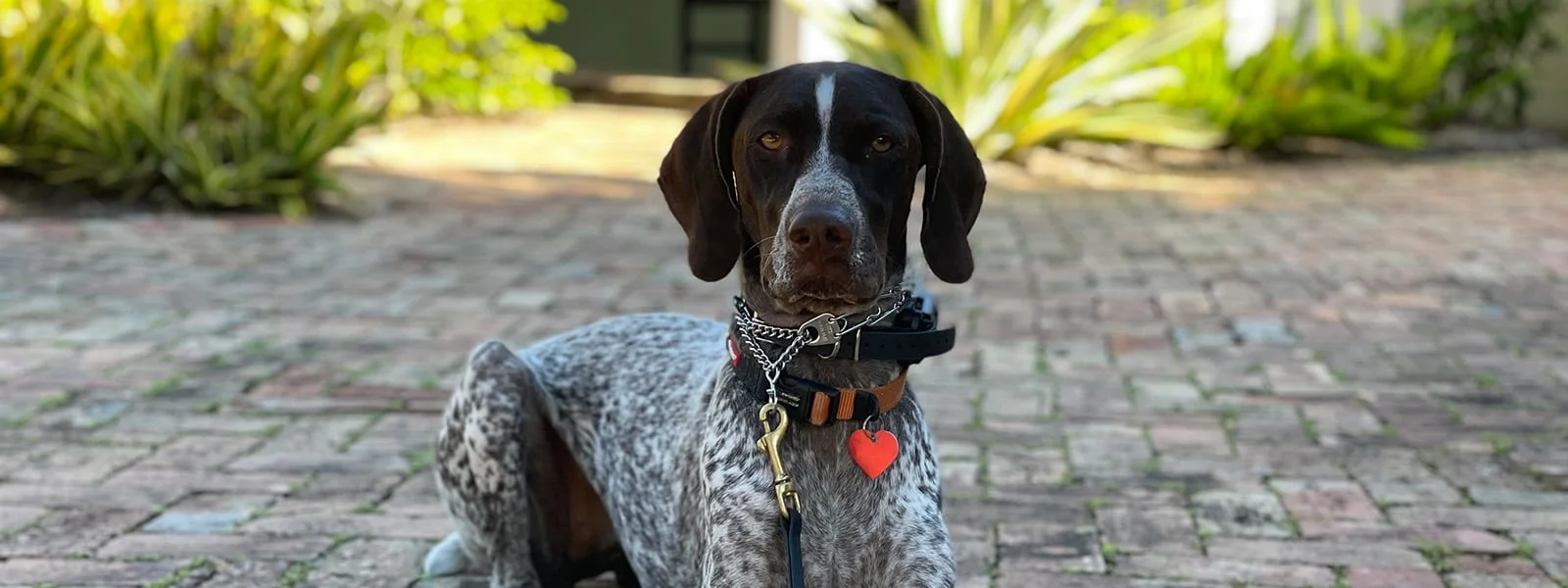 Take The Lead Dog Training