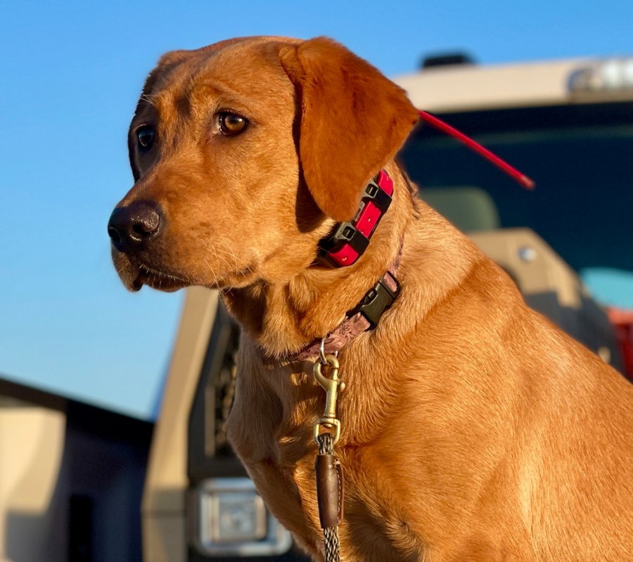SNE Dog Training