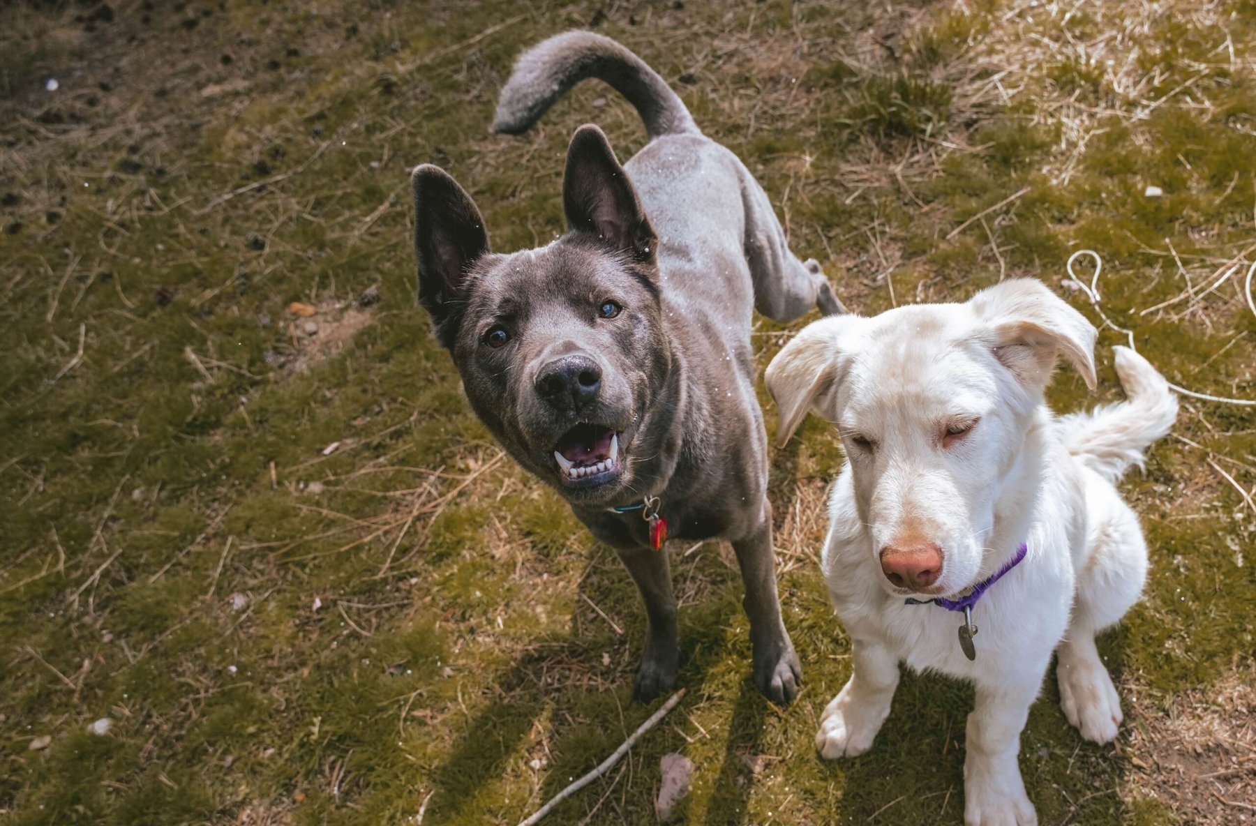 Humane Society of Western Montana