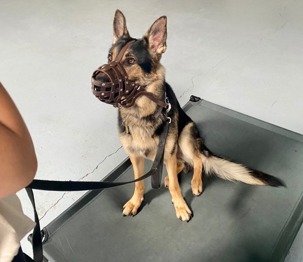 Copilot Academy, LLC — dog trainer in Killeen, TX