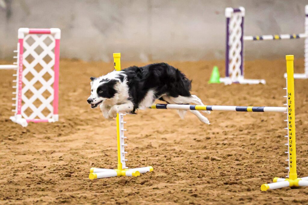 Amarillo Obedience Training Club — dog trainer in Amarillo, TX