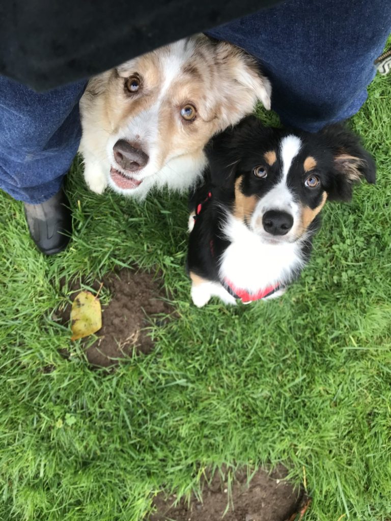 Janine's Super K9s — dog trainer in Bellingham, WA