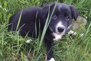 Blue Rock Dog Training
