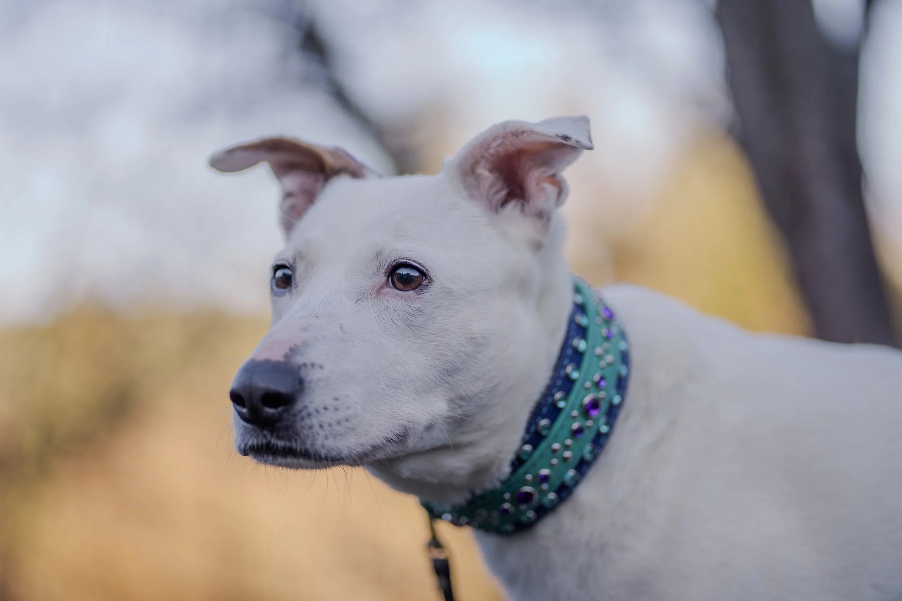 Kaleidoscope Dog Training