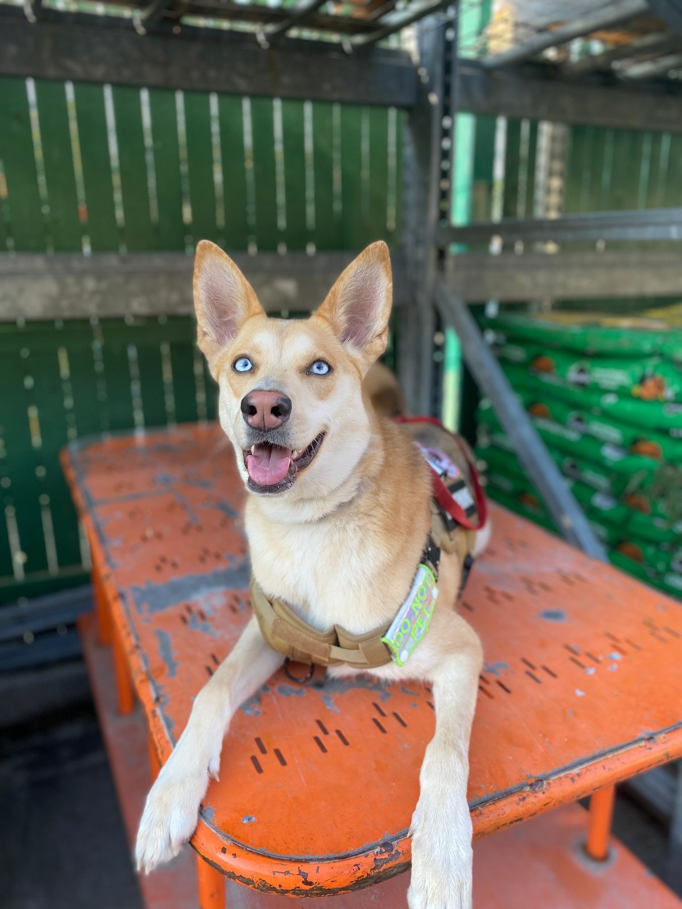 Tailor'd K9 Training — dog trainer in Buffalo, NY
