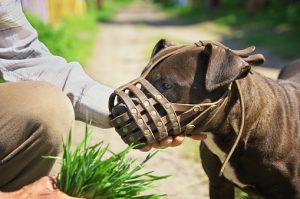 The Jersey Dog Trainer