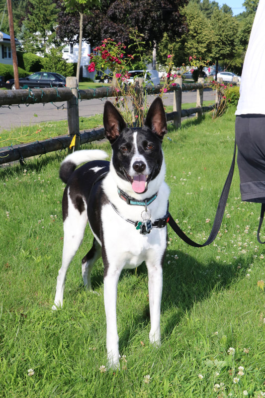 Fur Love Of Dog LLC — dog trainer in Lynn, MA