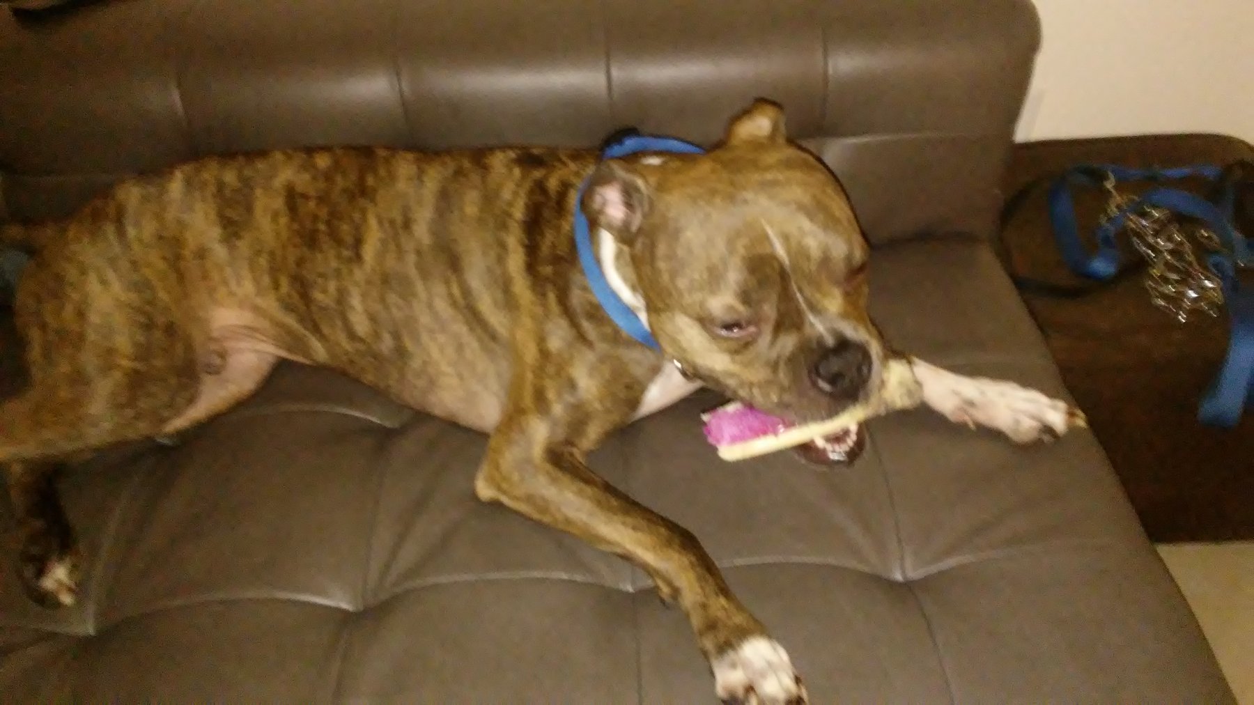 Family Dog Behaviorist