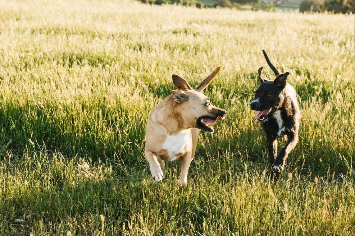 State of Mind Dog Training