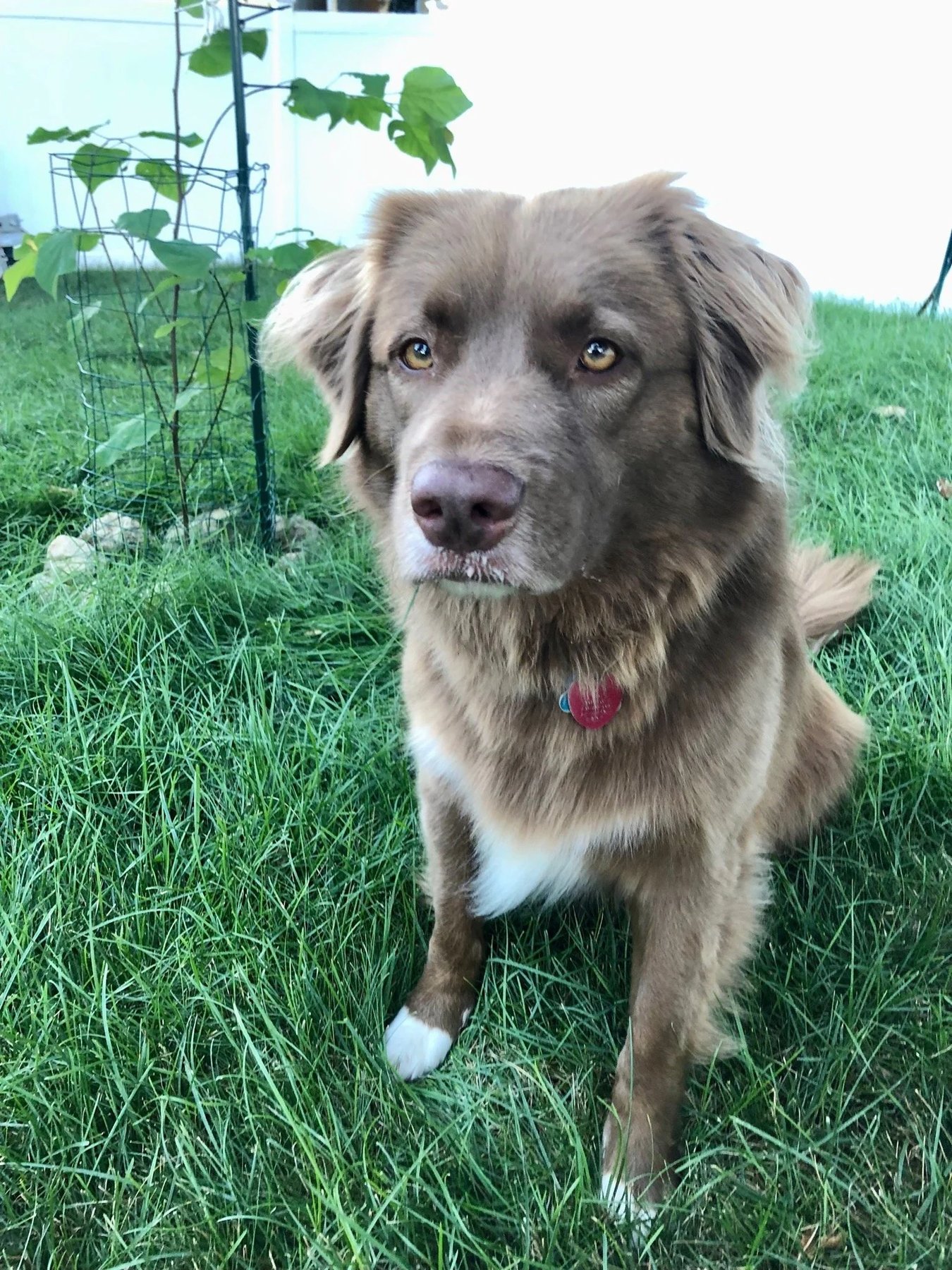 Creature Connections Behavior Alliance — dog trainer in Lowell, MA