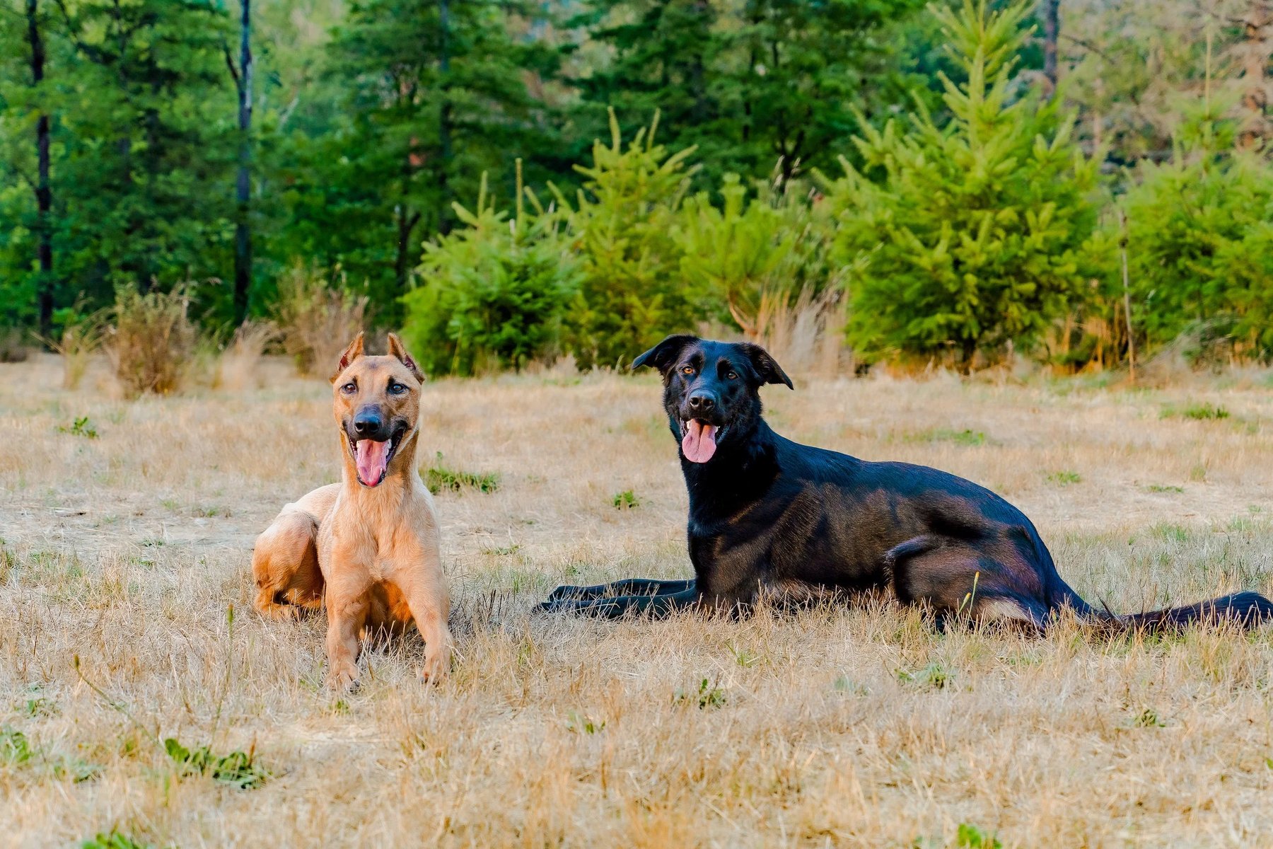 Tai Pham Dog Training