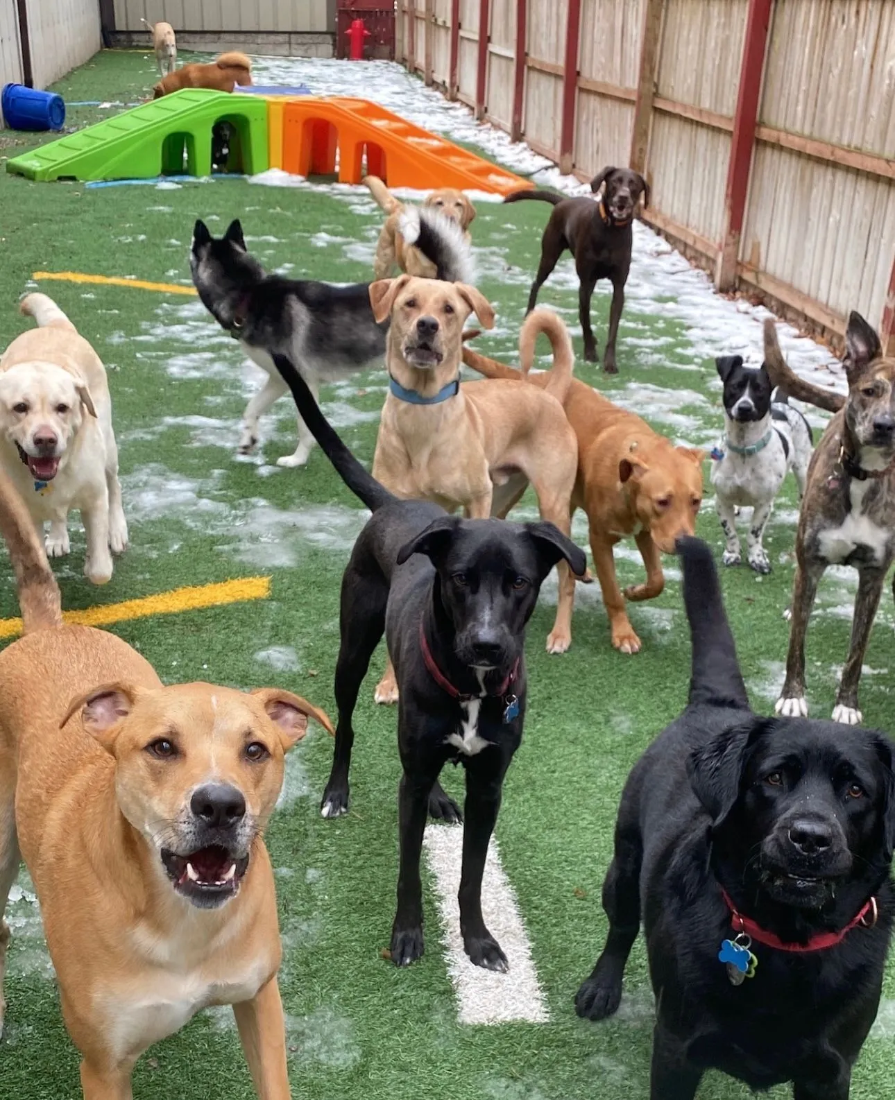 The Mellow Mutt LLC