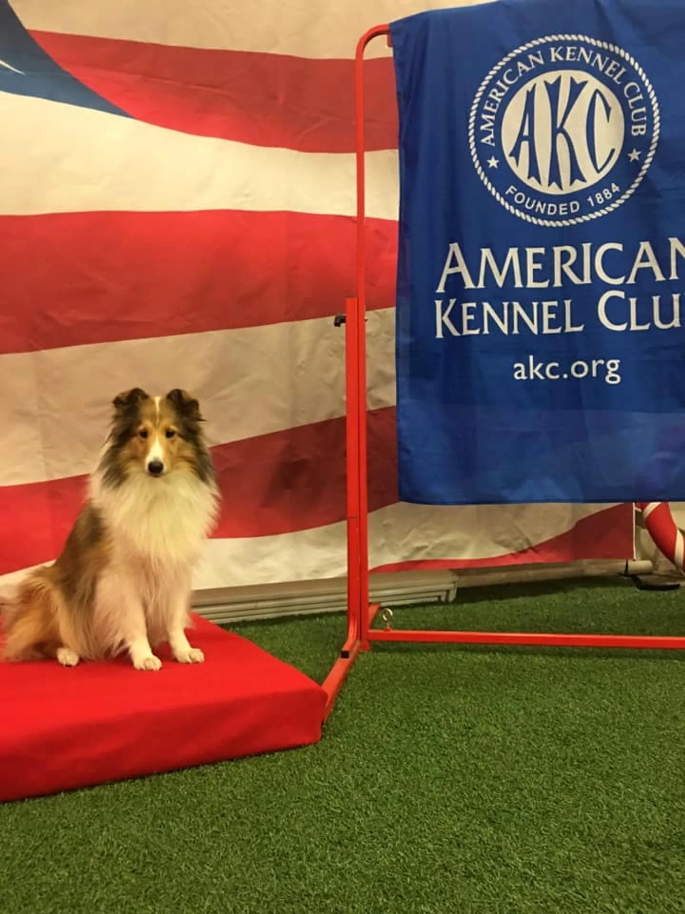 Pinelands Dog Training Center