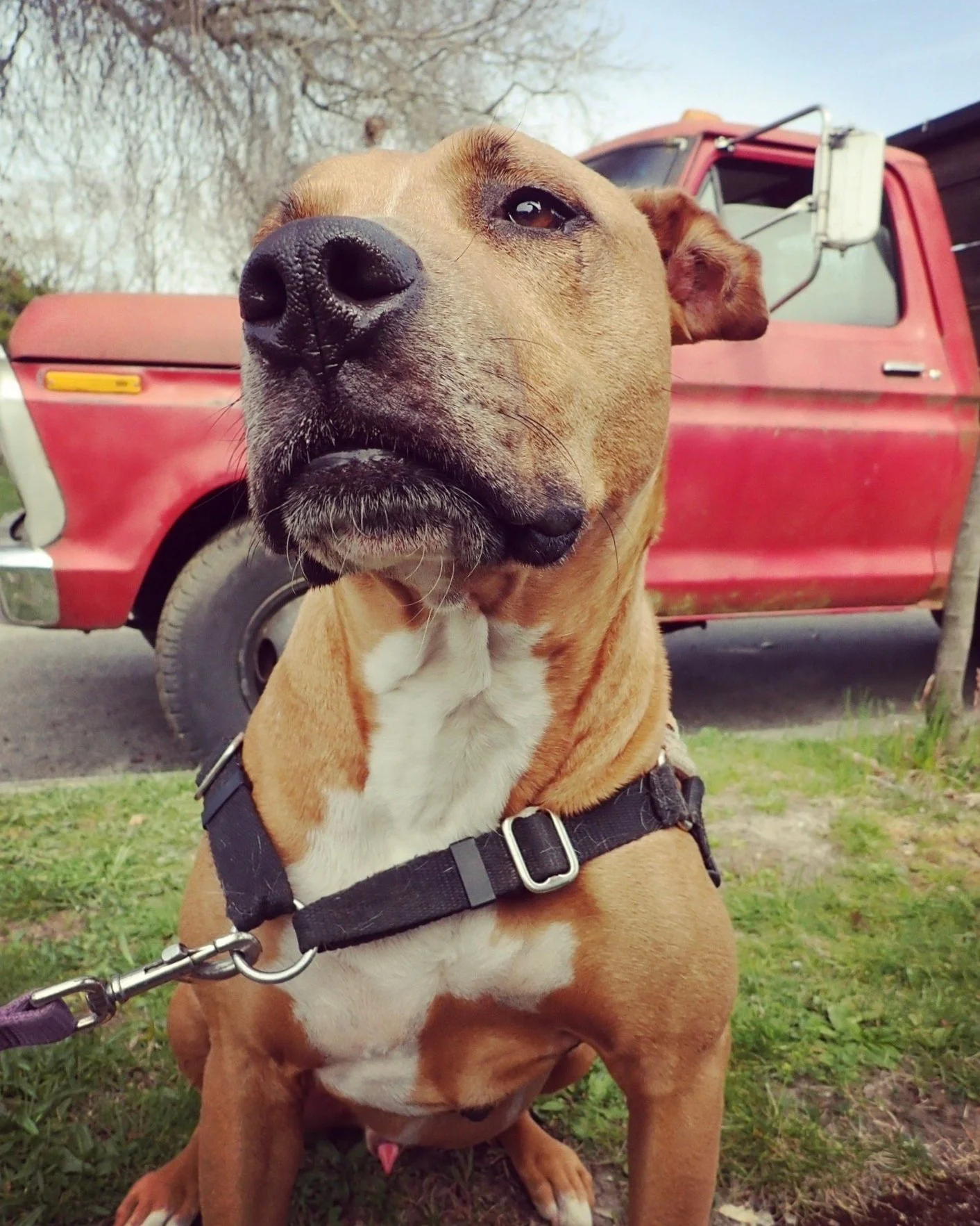 Westward Hound