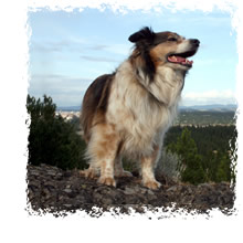 Embark Dog